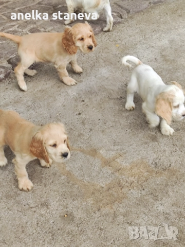 Продават се , снимка 6 - Кокер шпаньол - 49042795