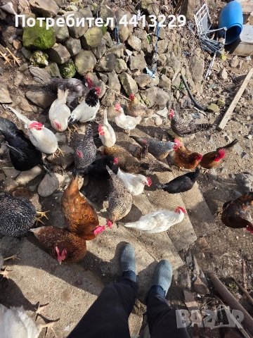 ярки ,кокошки, снимка 10 - Кокошки и пуйки - 52887566