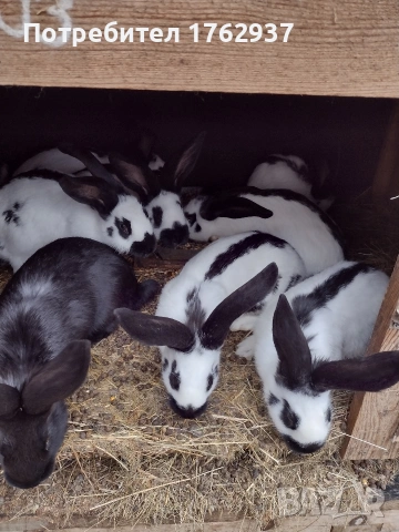 Немски пъстър великан ПЕПЕРУДА, снимка 3 - Други - 30432552