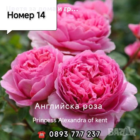 Чаено хибридни рози, снимка 8 - Разсади - 46802274