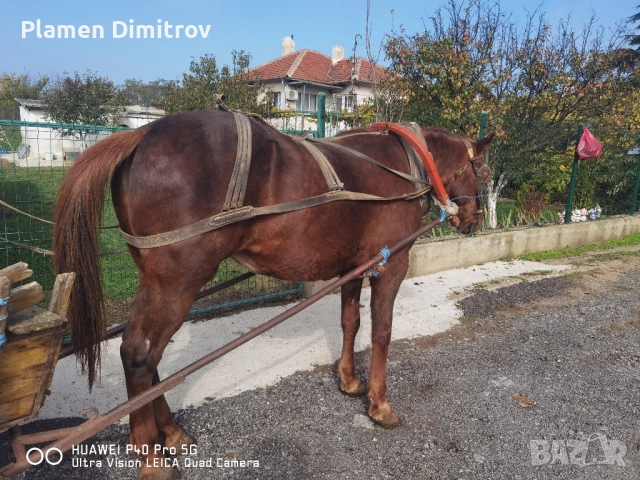 Кобила много добре гледана , снимка 7 - Други животни - 52675186