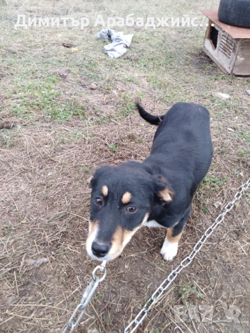 Подарявам малки кученца!, снимка 15 - Други - 53638524