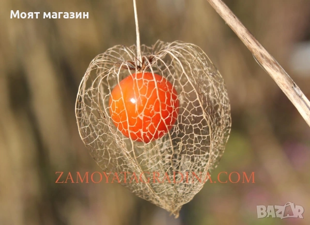 Физалис - physalis, снимка 9 - Градински цветя и растения - 53650459