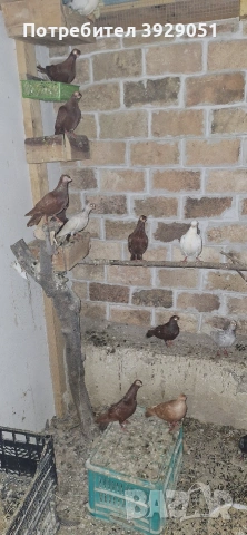 Продавам будапещенски, снимка 6 - Гълъби - 53373198