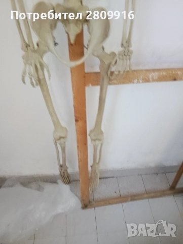 Човешки скелет 175см., снимка 3 - Колекции - 52612328