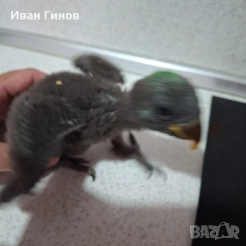 Папагали Еклектос , снимка 10 - Папагали - 51198945