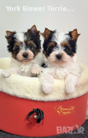 Йорки, момче и момиче с родословие-добри приятели за семейство с деца