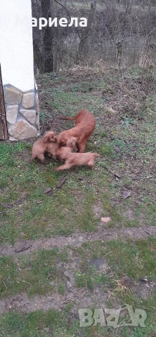 кокери , снимка 9 - Кокер шпаньол - 53399551