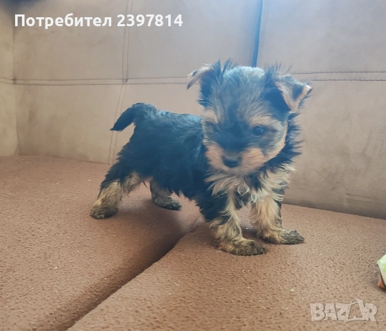 Йоркширски териер - женско , снимка 5 - Йоркширски териер - 53610267