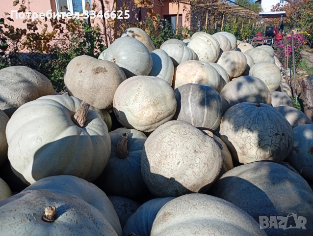 Бяла тиква кестен