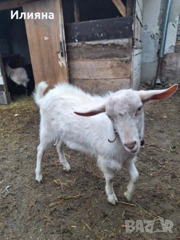 Продавам младо пръчле, снимка 3 - Кози - 53159500