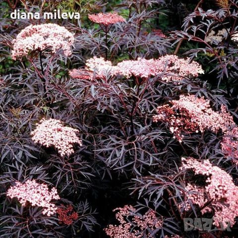 Черен бъз (Черна красавица) /Sambucus nigra Black Beauty/, снимка 3 - Градински цветя и растения - 45559783