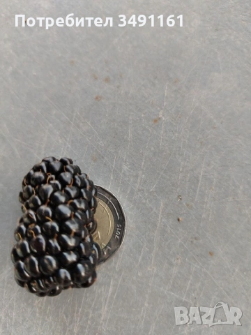 ПРОДАВАМ РАЗСАД КЪПИНИ, снимка 2 - Разсади - 53776684