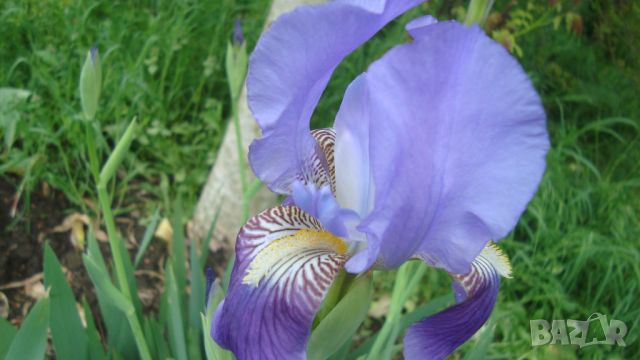 Градински перуники (Iris), снимка 4 - Градински цветя и растения - 45853360