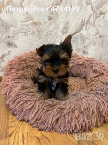 Йоркширски териер- 45 дни 