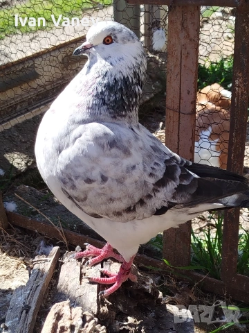 кинг, снимка 2 - Гълъби - 53845582