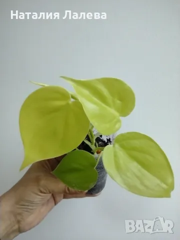 Филодендрон, philodendron lemon lime, снимка 3 - Стайни растения - 47565512