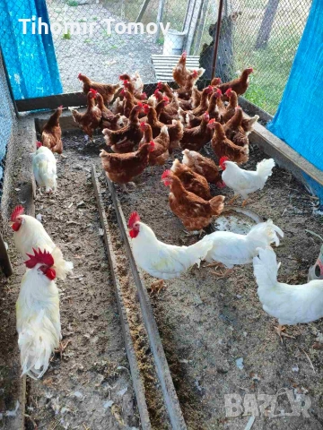 продавам кокошки носачки , снимка 3 - За птици - 54144582