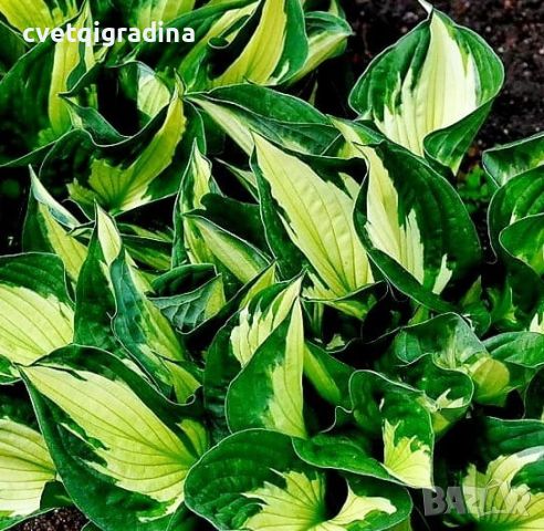 Hosta Colored Hulk (Хоста Цветен Хълк), снимка 2 - Градински цветя и растения - 46308243