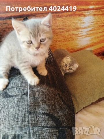 малки котенца, снимка 6 - Британска късокосместа - 52258422