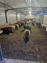 Овцеферма с абсолютно всички разрешителни, снимка 2
