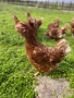 Кокошки ломан браун носачки, снимка 1