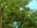 Фиданки от редки и екзотични дървесни видове. Араукария, Давидия, Валонски дъб, Черен орех..., снимка 11