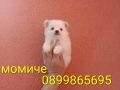 Мини Шпиц - Померан. Мъжки и женски кученца. Снимки от 08.03.26 г. , снимка 3