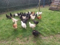 Кокошки , снимка 3