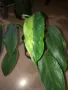 Philodendron Jose Buono , снимка 2