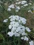 Пресен Бял равнец, снимка 1 - Градински цветя и растения - 45942405