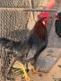 Продавам петли за месо и разплод , снимка 4