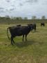 Продавам  20 редовни млечни крави, снимка 1 - Крави - 45134709