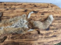 яка от лисица / кожа от лисица , снимка 9