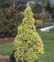Канадски Смърч ”Дейзи Уайт” / Picea glauca ’Daisy’s White’, снимка 7