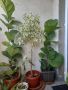 Фикус бенджамин 165см, снимка 1 - Градински цветя и растения - 34362136