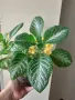 Еписция, episcia my precious, снимка 1