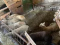 Продавам агнета , снимка 1