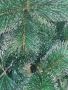 Коледна елха с бели, заскрежени връхчета  - ПРОМОЦИЯ 2023 !  Малките размери са с пластмасова стойка, снимка 8