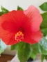 хибискус , снимка 1