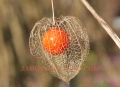 Физалис - physalis, снимка 9