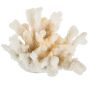 красиви бели корали от Тихият океан, снимка 1 - Декорация за дома - 45735725