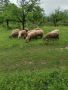 Овце за дамазлък, снимка 2