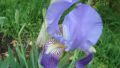 Градински перуники (Iris), снимка 4