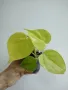 Филодендрон, philodendron lemon lime, снимка 3