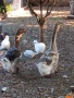 Холмогорски гъски чифт , снимка 6