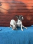Френски булдочета, снимка 3