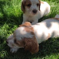 Малки кученца кръстоска между Кокер и Бретон шпаньол, снимка 2 - Кокер шпаньол - 45490637