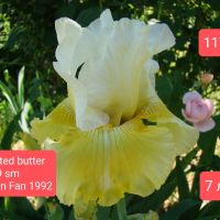 Ириси за продажба -2, снимка 6 - Градински цветя и растения - 45658492