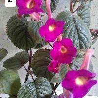 АХИМЕНЕС - 10 вида, снимка 3 - Градински цветя и растения - 45075414